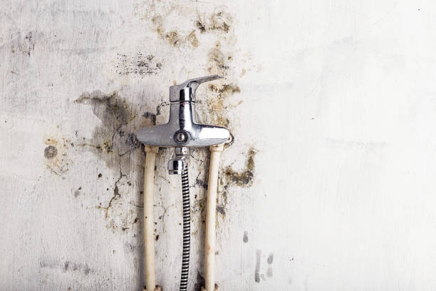 Best Best Mold Removal Companies  in Moundridge, KS