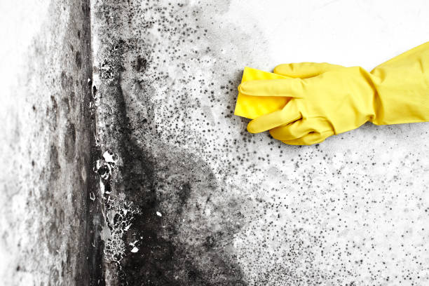 Best Water Damage Restoration  in Moundridge, KS