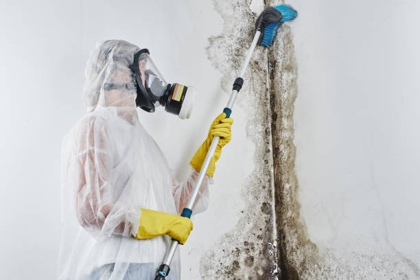 Best Mold Damage Repair  in Moundridge, KS