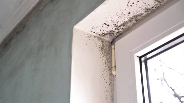 Best Mold Inspection  in Moundridge, KS