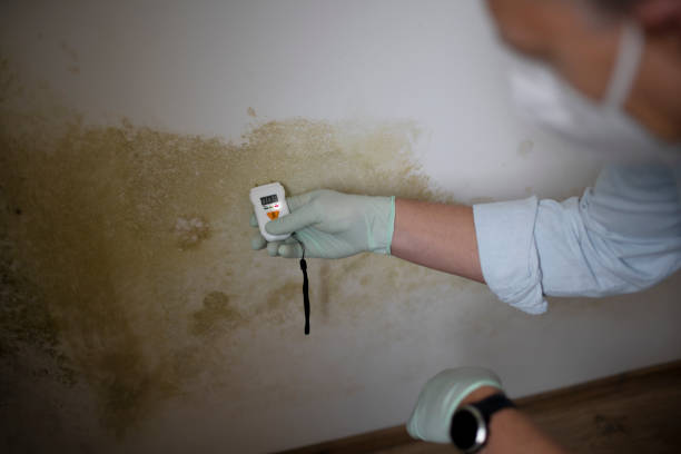 Trusted Moundridge, KS Mold Removal Experts