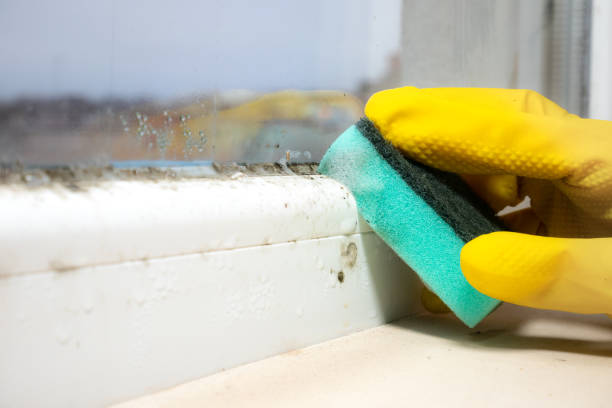 Best Attic Mold Removal  in Moundridge, KS