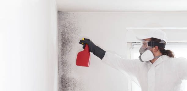 Best Attic Mold Removal  in Moundridge, KS
