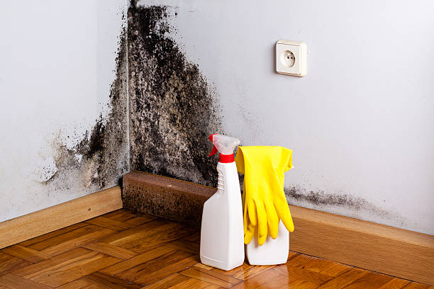 Best Local Mold Removal Service  in Moundridge, KS