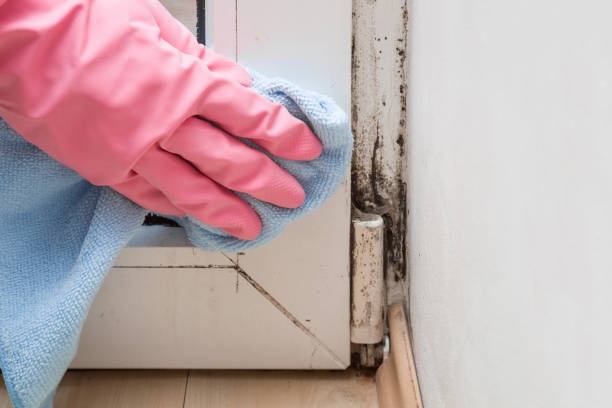 Best Same-Day Mold Removal  in Moundridge, KS